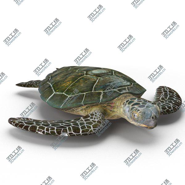 images/goods_img/20210312/Sea Turtle Rigged for Maya/3.jpg